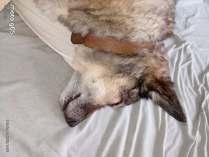 Sem Tratamento Ele Não Aguenta — Ajude Meu Velhinho imagem 6