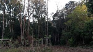 Barra do Guarita/RS - RESTAURANDO O MEIO AMBIENTE