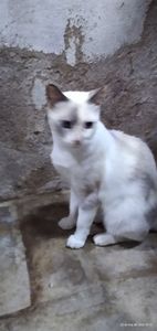 Vaquinha Online - Vamos alimentar os bichinhos