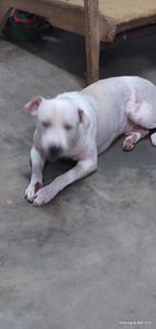 Vamos alimentar os bichinhos imagem 7