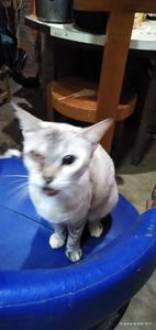 Animais - Vamos alimentar os bichinhos