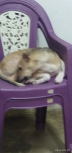 Vamos alimentar os bichinhos imagem 8