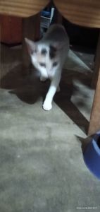 Fortaleza/CE - Vamos alimentar os bichinhos