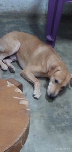 Vamos alimentar os bichinhos imagem 6