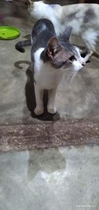 Cães e gatos - Vamos alimentar os bichinhos