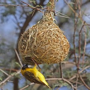 Ajude-nos a ajudar as famílias e crianças da Burkina Faso / Projeto Dalo   imagem 6