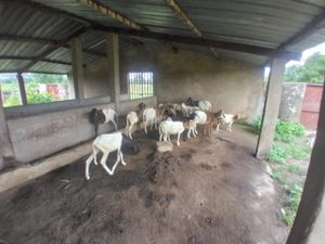 São Roque/SP - Ajude-nos a ajudar as famílias e crianças da Burkina Faso / Projeto Dalo  