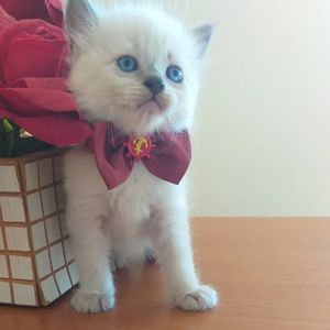 Nos ajude a continuar ajudando imagem 8