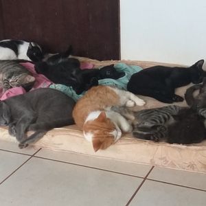 Vaquinha Online - Nos ajude a continuar ajudando