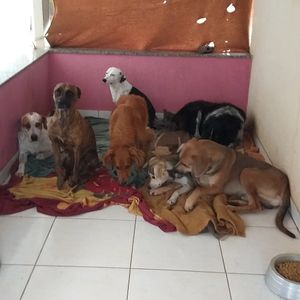 Nos ajude a continuar ajudando imagem 7