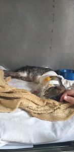 Animais - Nos ajude a continuar ajudando