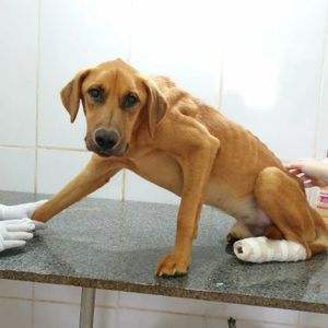 Nos ajude a continuar ajudando imagem 10