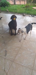 Abrigo de Animais Anjos De Luz - Nos ajude a continuar ajudando