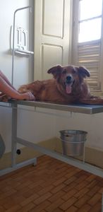 Nos ajude a continuar ajudando imagem 6