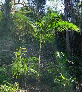 O Açaizeiro do Delta - SALVE O AÇAÍ! VAMOS REFLORESTAR COM O AÇAIZEIRO DO DELTA!