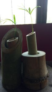 Vaquinha Online - SALVE O AÇAÍ! VAMOS REFLORESTAR COM O AÇAIZEIRO DO DELTA!