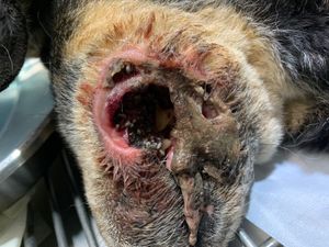 AJUDE O LAR DA REGINA  imagem 9