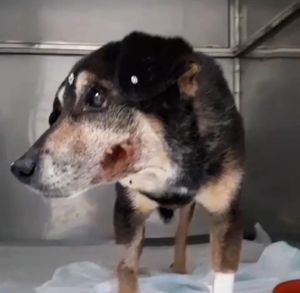 AJUDE O LAR DA REGINA  imagem 7