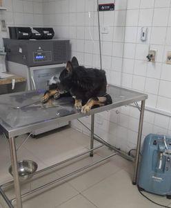 ONGs - AJUDE O LAR DA REGINA 