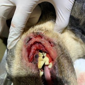 AJUDE O LAR DA REGINA 