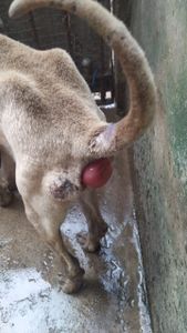 Guarulhos/SP - AJUDE O LAR DA REGINA 