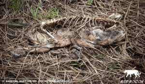 Ajude a evitar a morte de onças-pintadas no Pantanal