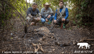 Ajude a evitar a morte de onças-pintadas no Pantanal imagem 8