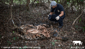Financiamento Coletivo - Ajude a evitar a morte de onças-pintadas no Pantanal