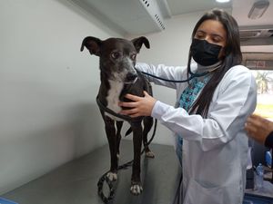 Vaquinha Online - CASTRAÇÃO SOCIAL