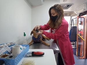 Animais - CASTRAÇÃO SOCIAL