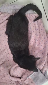 Florianópolis/SC - Ajude a Shuri a se Recuperar