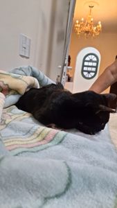 Animais - Ajude a Shuri a se Recuperar