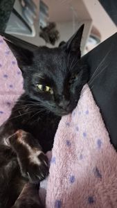 Vaquinha Online - Ajude a Shuri a se Recuperar