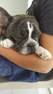 Vaquinha Online - Vaquinha da Aysha, Bulldog