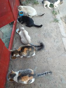 Vaquinha Online - Gatinhos