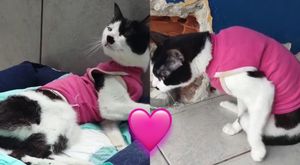 Ajude a Salvar a Meggy