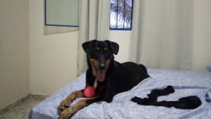 Ajudar animais de rua - Ajudar animais de rua com alimentos e remédios