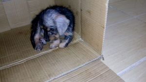 Vaquinha Online - Ajudar animais de rua com alimentos e remédios