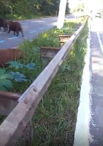 Ajude a proteger as Capivaras de atropelamentos na Marginal Pinheiros