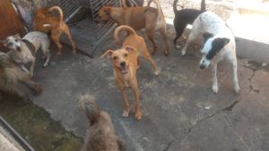 Projeto Social Acadêmico: Ajude um Protetor de animais  imagem 10