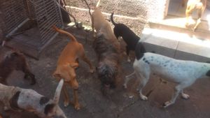 Projeto Social Acadêmico: Ajude um Protetor de animais  - Projeto Social Acadêmico: Ajude um Protetor de animais 