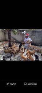 Animais - Projeto Social Acadêmico: Ajude um Protetor de animais 