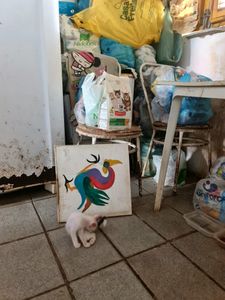 Fortaleza/CE - Pinceladas de Esperança: Renascimento de Dona Maria Augusta, Pintora Primitivista