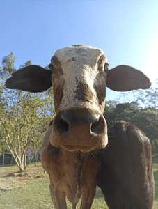 Alimentação Mensal dos Animais do Santuário | Janeiro/2023 imagem 12