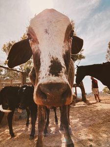 Alimentação Mensal dos Animais do Santuário | Janeiro/2023 imagem 11