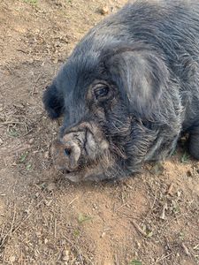 Alimentação Mensal dos Animais do Santuário | Janeiro/2023 imagem 6