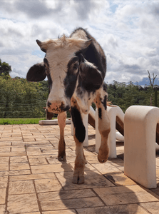 Alimentação Mensal dos Animais do Santuário | Janeiro/2023 imagem 14