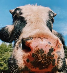 Alimentação Mensal dos Animais do Santuário | Janeiro/2023 imagem 7