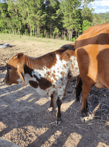 Cotia/SP - Alimentação Mensal dos Animais do Santuário | Janeiro/2023