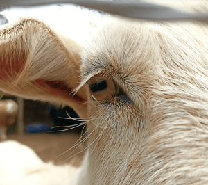 ONGs - Alimentação Mensal dos Animais do Santuário | Janeiro/2023